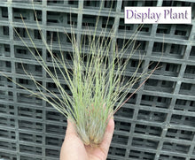 Load image into Gallery viewer, Air Plant - Tillandsia No1
