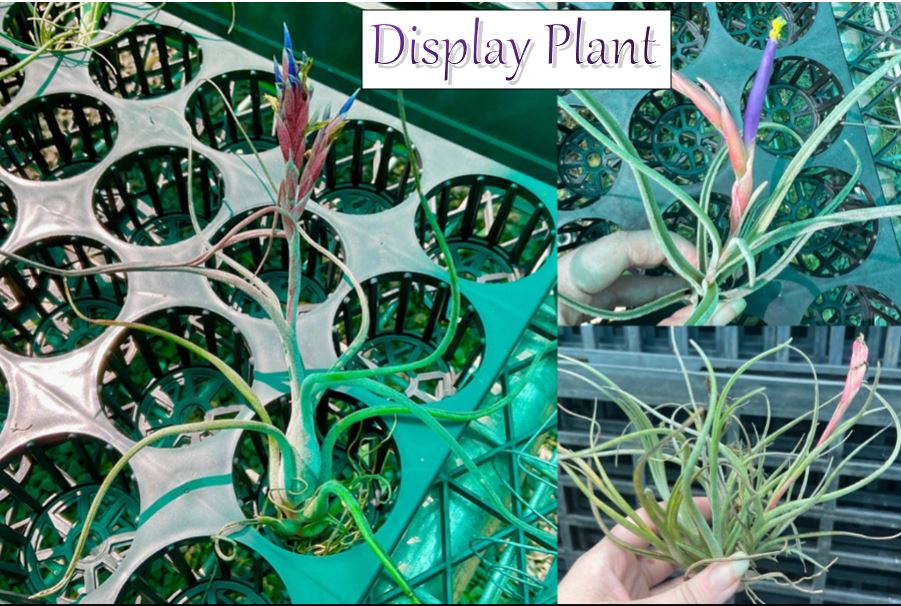 pseudobaileyi air plant Air Plant