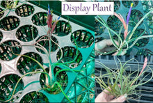 Load image into Gallery viewer, Air Plant - Tillandsia No2 pseudobaileyi