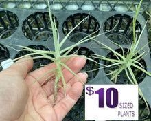 Load image into Gallery viewer, Air Plant - Tillandsia No21 caerulea
