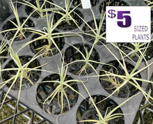 Load image into Gallery viewer, Air Plant - Tillandsia No21 caerulea