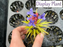 Load image into Gallery viewer, Air Plant - Tillandsia No29 neglecta