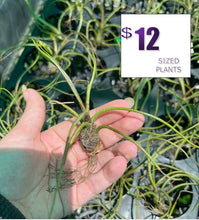 Load image into Gallery viewer, Air Plant - Tillandsia No3 butzii