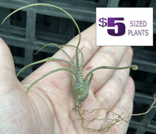 Load image into Gallery viewer, Air Plant - Tillandsia No3 butzii