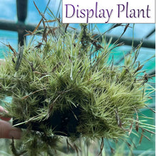 Load image into Gallery viewer, Air Plant - Tillandsia No8 tricholepsis