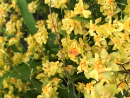 Orchid Seedling 50mm Pot Size - Oncidium Twinkle 'oro'