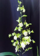 Load image into Gallery viewer, Orchid 50mm Pot Size - Oncidium Hawaiian Sunset 'Oro Verde'