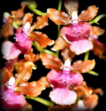 Load image into Gallery viewer, Orchid 50mm Pot Size - Oncidium Pacific Sunrise 'Hakalau'