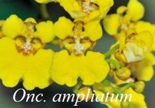 Load image into Gallery viewer, Flask - Oncidium Onc. ampliatum - Species

