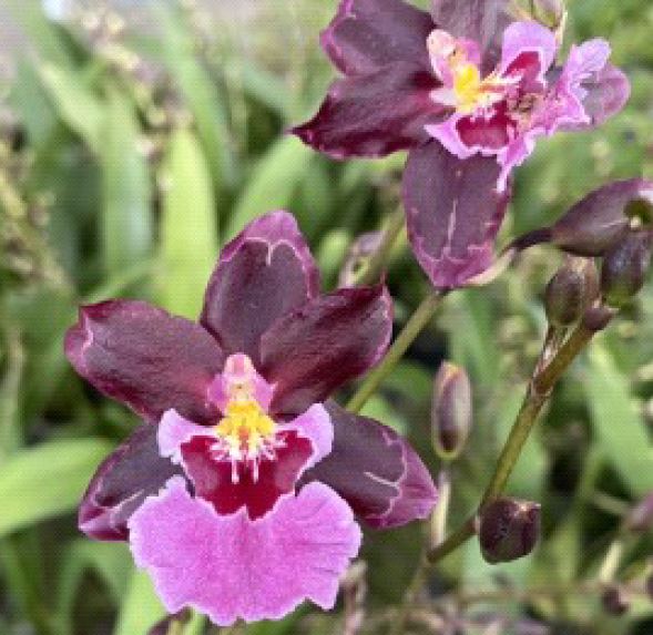 Orchid 50mm Pot Size - Oncidium Guann Shin Sakurai 'Sakura'