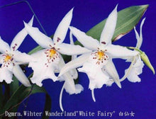 Load image into Gallery viewer, Orchid Seedling 50mm Pot Size - Oncidium Degarmoara Winter Wonderland 'White Fairy'