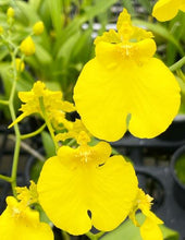 Load image into Gallery viewer, Orchid 50mm Pot Size - Oncidium Sweet Sugar 'Lemon Drop'