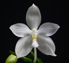 Load image into Gallery viewer, Flask - Phalaenopsis Phal. tetraspis var alba  - Species
