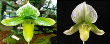 Load image into Gallery viewer, Flowering Size Orchid - Paphiopedilum Mukalii x Doya Green Prince