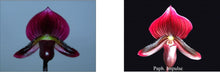 Load image into Gallery viewer, Flowering Size Orchid - Paphiopedilum Chou-Yi Red Spell x Impulse