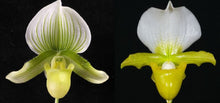 Load image into Gallery viewer, Flask - Paphiopedilum Paph. Doya Green Prince x charlesworthii album - Slipper Orchid