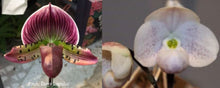 Load image into Gallery viewer, Flowering Size Orchid - Paphiopedilum thaianum x Doya Impulse