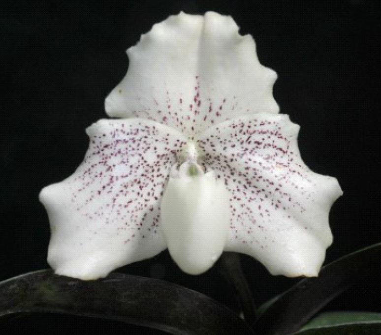 Flask - Paphiopedilum  Paph. Hsinying Benkei x niveum  - Slipper Orchid