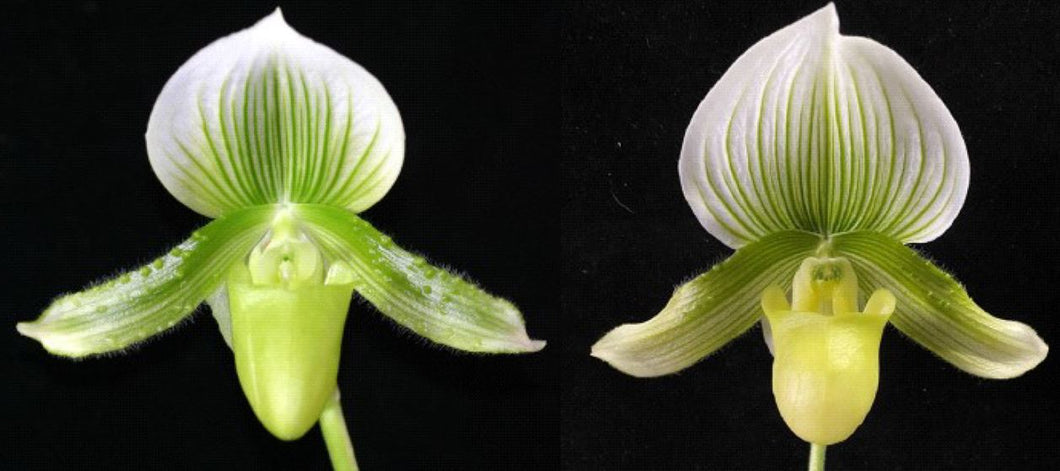 Flask - Paphiopedilum Paph Hsinying Gavokum x Doya Green Prince - Slipper Orchid