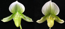 Load image into Gallery viewer, Orchid Seedling 50mm Pot Size - Paphiopedilum Hsinying Gavokum x Doya Green Prince