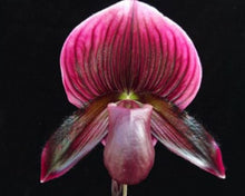 Load image into Gallery viewer, Flowering Size Orchid - Paphiopedilum Hung Shen Bay x Impulse