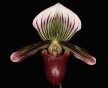 Load image into Gallery viewer, Flowering Size Orchid - Paphiopedilum Mem Serafin Perez 'Double Rainbow' x Hilo Rainbow