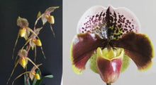 Load image into Gallery viewer, Flask - Paphiopedilum  Paph. Saint Swithin x Enzan Kitty - Slipper Orchid