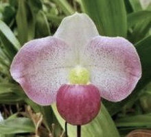Load image into Gallery viewer, Flask - Paphiopedilum Paph Wossner Alpine Glow (thaianum x vietnamense) - Slipper Orchid