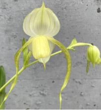 Load image into Gallery viewer, Flask - Paphiopedilum Paph. Bobby Orr x wensenense album - Slipper Orchid