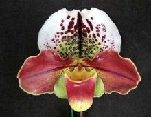 Load image into Gallery viewer, Flask - Paphiopedilum Paph. (Hilo Girl x Thunder Cat 'Spotted') x sib - Slipper Orchid