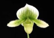 Load image into Gallery viewer, Flowering Size Orchid - Paphiopedilum Hilo Sweet Citron x Hilo Platinum 'Double Premium'