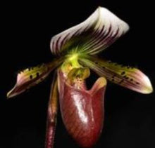 Load image into Gallery viewer, Flowering Size Orchid - Paphiopedilum Mem Serafin Perez 'Double Rainbow' x Hilo Rainbow