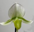 Load image into Gallery viewer, Flowering Size Orchid - Paphiopedilum Hilo Sweet Citron x Hilo Platinum 'Double Premium'