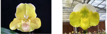 Load image into Gallery viewer, Flask - Paphiopedilum Paph In Charm Gold x Doya Green Pacific - Slipper Orchid
