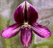 Load image into Gallery viewer, Orchid Seedling 50mm Pot Size - Paphiopedilum Ra-ming Lanna (callosum x rungsuryianum)