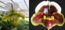 Load image into Gallery viewer, Orchid Seedling 50mm Pot Size - Paphiopedilum spicerianum x Ying Yang Firefox