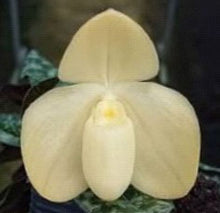 Load image into Gallery viewer, Flask - Paphiopedilum Paph. Bobby Orr x wensenense album - Slipper Orchid