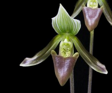 Load image into Gallery viewer, Flask - Paphiopedilum Paph potentianum - Slipper Orchid species