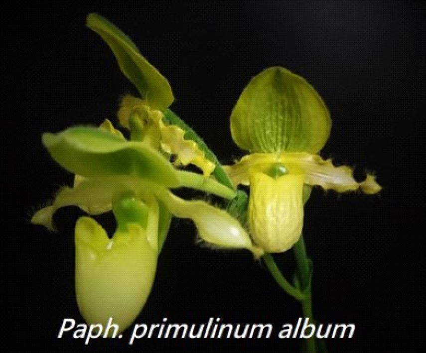 Flask - Paphiopedilum Paph. primulinum album x sib - Species - Slipper Orchid