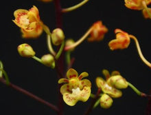 Load image into Gallery viewer, Orchid Seedling 50mm Pot Size - Phalaenopsis chibae - Species