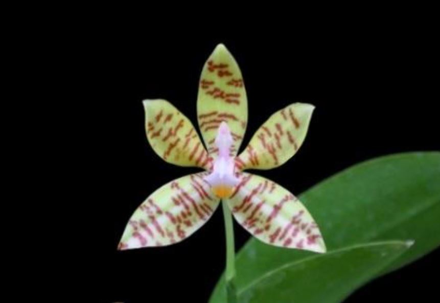 Flask - Phalaenopsis fasciato 'Davo' - Species