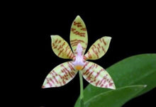 Load image into Gallery viewer, Orchid Seedling 50mm Pot Size - Phalaenopsis fasciata 'Davo' - species