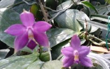 Load image into Gallery viewer, Flask - Phalaenopsis Gene's Summer Violet (blue) x sib