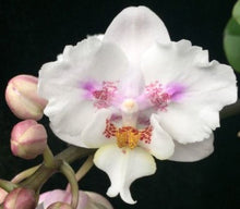 Load image into Gallery viewer, Flask - Phalaenopsis Hsinying Little Knight 'Trinitiy