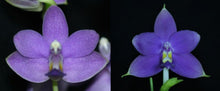 Load image into Gallery viewer, Flask - Phalaenopsis Sapphire&#39;s Galah
