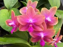 Load image into Gallery viewer, Flask - Phalaenopsis Hsinying Venus 'Grapefruit'