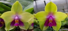 Load image into Gallery viewer, Flask - Phalaenopsis (Micro Be Queen x Ld&#39;s Bear Queen) x Ld&#39;s Bear Queen &#39;Miro 32&#39;
