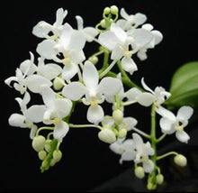 Load image into Gallery viewer, Orchid Seedling 50mm Pot Size - Phalaenopsis equestris alba - Species