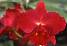Load image into Gallery viewer, Orchid Seedling 50mm Pot Size - Cattleya Pot Kozo's Scarlet 'Vieni'