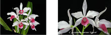 Load image into Gallery viewer, Orchid Seedling 50mm Pot Size - Cattleya purpurata carnea x sib ('20-6' x Escura)